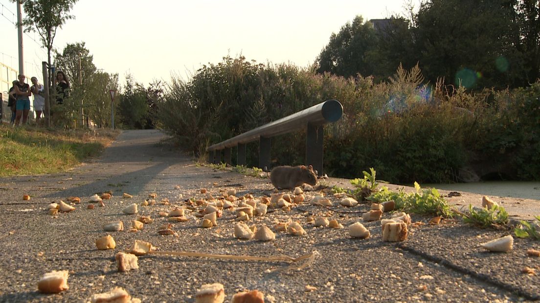 Een rat doet zich te goed aan brood langs de Erasmusweg in Den Haag.