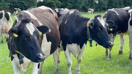 Melkveehouders willen minder zware eisen, anders geen landbouwakkoord