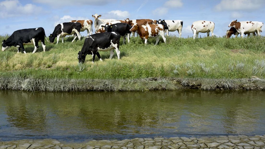 Grazers goed voor kustbescherming