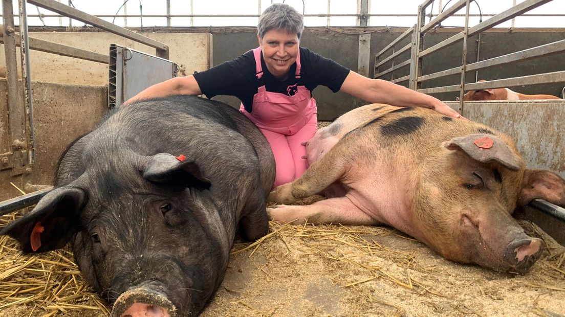 Annemarie Noordman tussen haar varkens