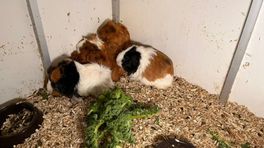 Verwaarloosde cavia’s knappen op: ‘Ze zijn klaar voor adoptie!’