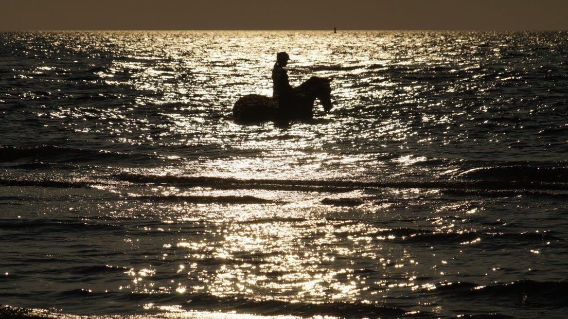 Zwemmen met paard, bij zonsondergang op het Banjaardstrand te Kamperland