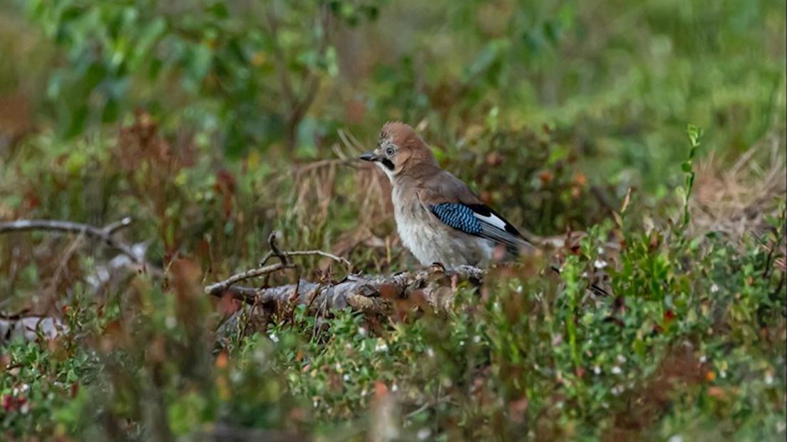 Wandelen Sallandse Heuvelrug