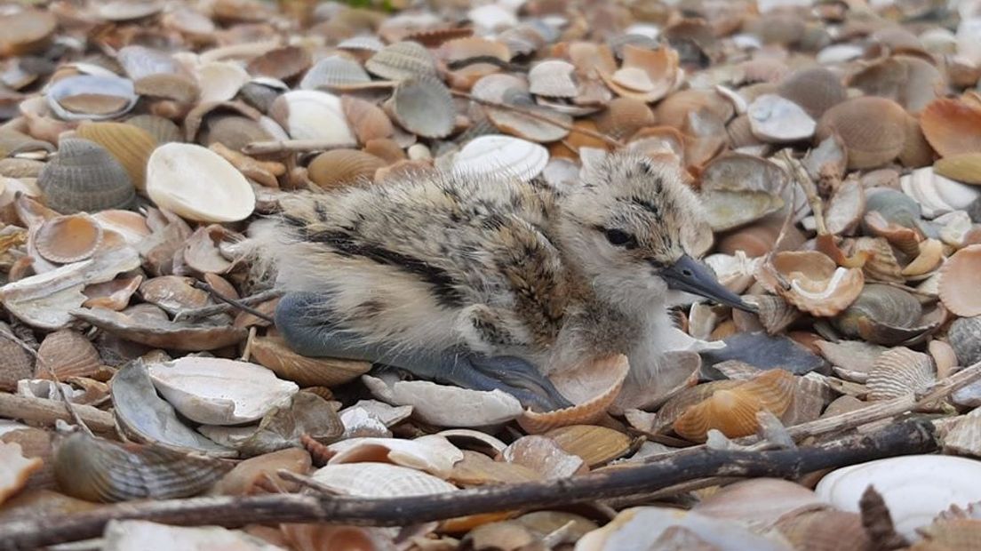 Broedsucces op broedeilandjes in natuurgebied Waterdunen