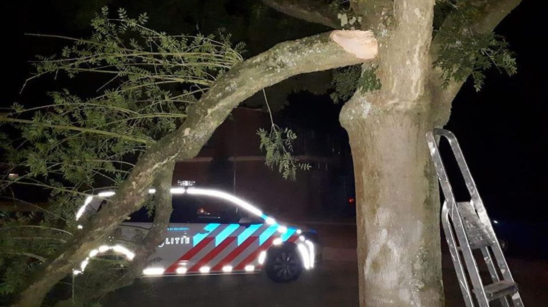 De betreffende boom.