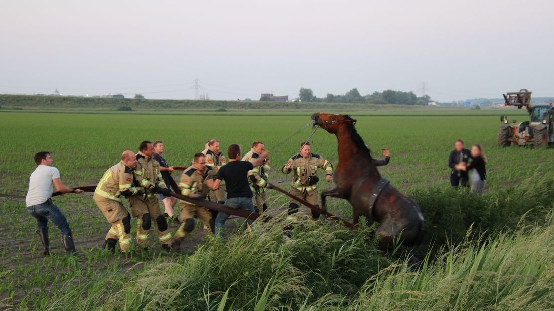 De brandweer weet het dier op het droge te trekken.