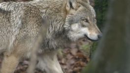 Cees maakt documentaire over de wolf: 'Ik heb wel 600 dagen zitten filmen'