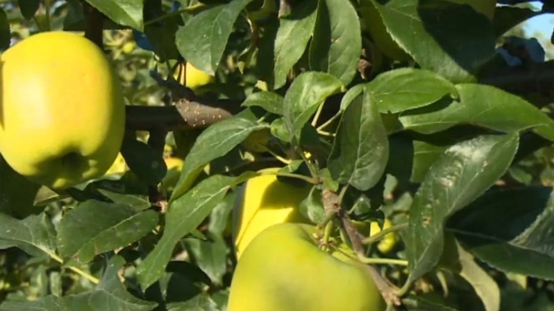 Appeloogst ziet er niet best uit