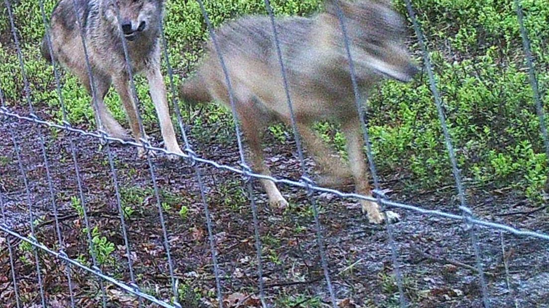 Het wolvenpaar vastgelegd met een cameraval. Bron: Zoogdiervereniging