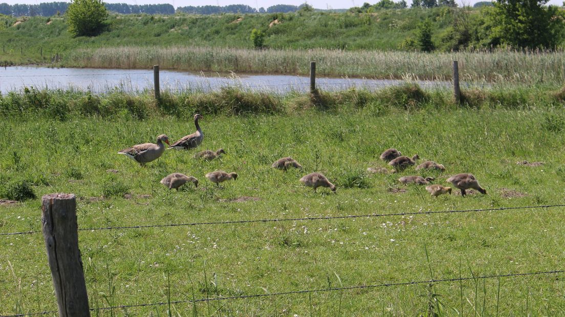 Ganzengezin bij ‘s-Gravenpolder