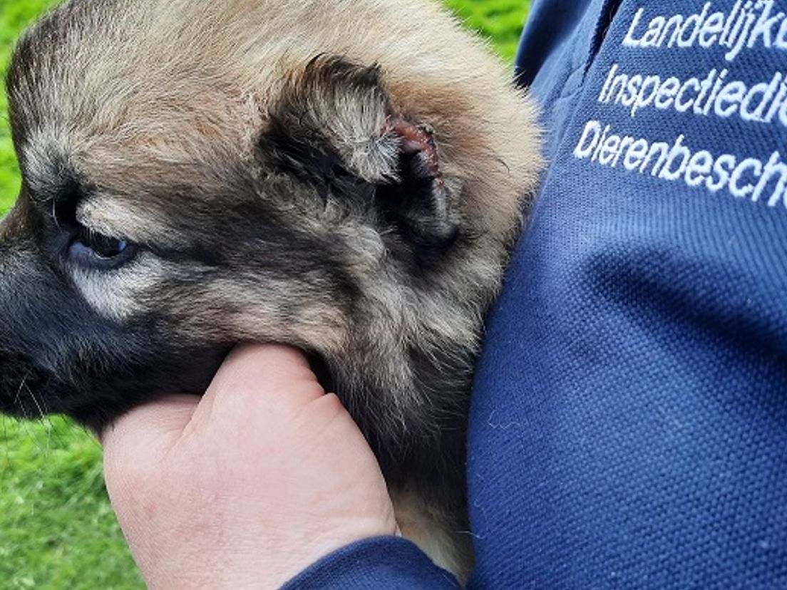 De pup met de afgeknipte oren.