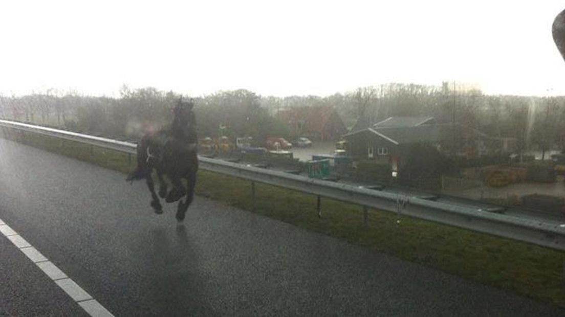 Het paard op de A35