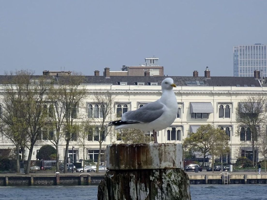 Een van de vele foto's gemaakt door Eric Alblas op zijn rondes. Deze is van de Westerkade.