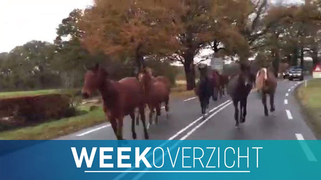 Deze week in het nieuws: Loslopende paarden en gladde wegen in Overijssel