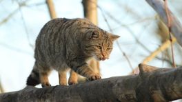 Video: Wilde kat gefilmd in bos Gulpen-Wittem