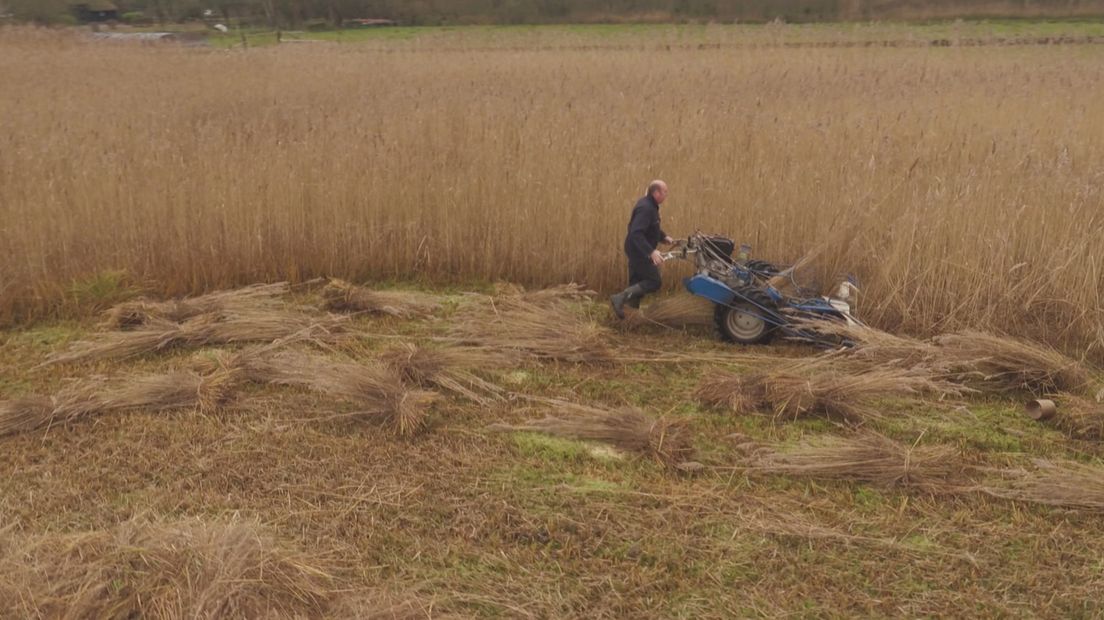 Rietteler aan het werk in De Weerribben