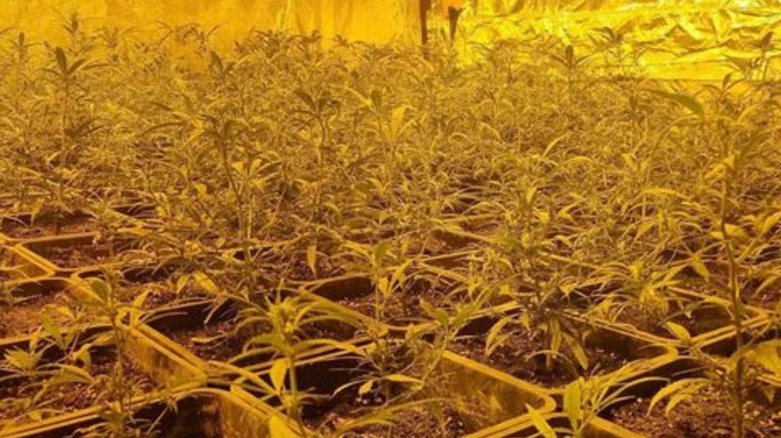 In Wemeldinge is een wietkwekerij met 261 planten gevonden