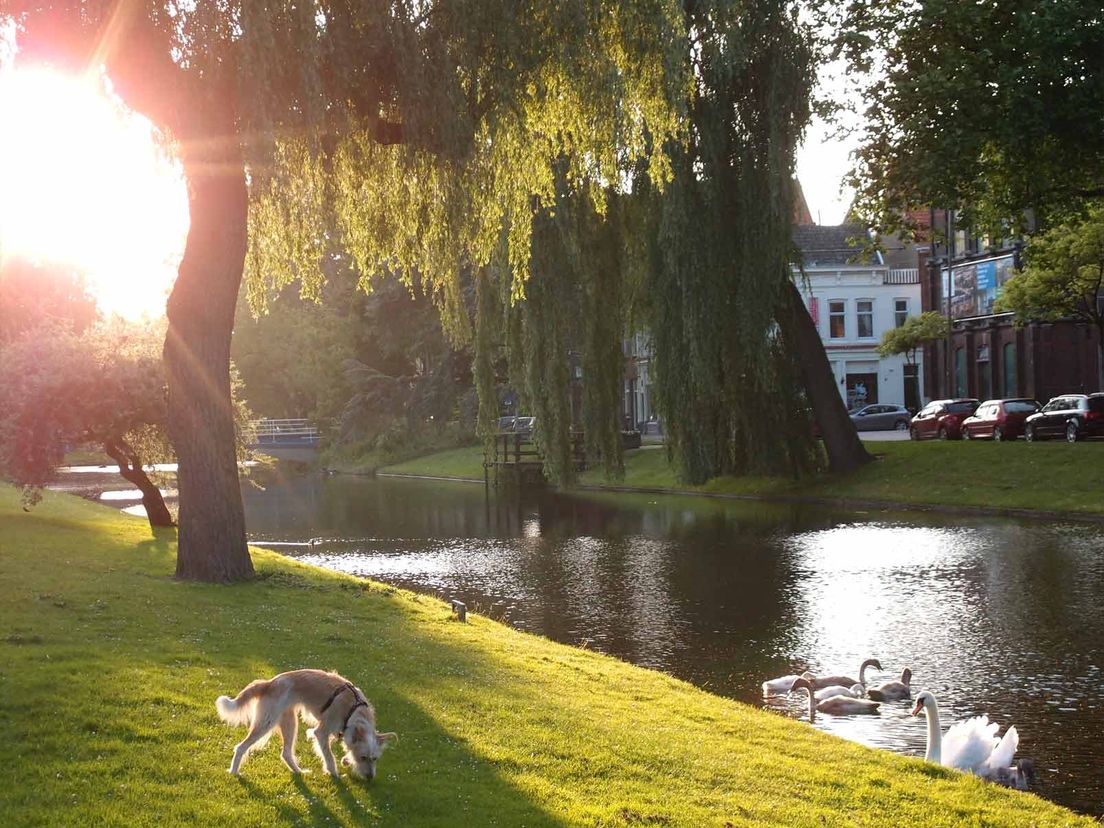 Het hondje van een 'rekkelijk' baasje.