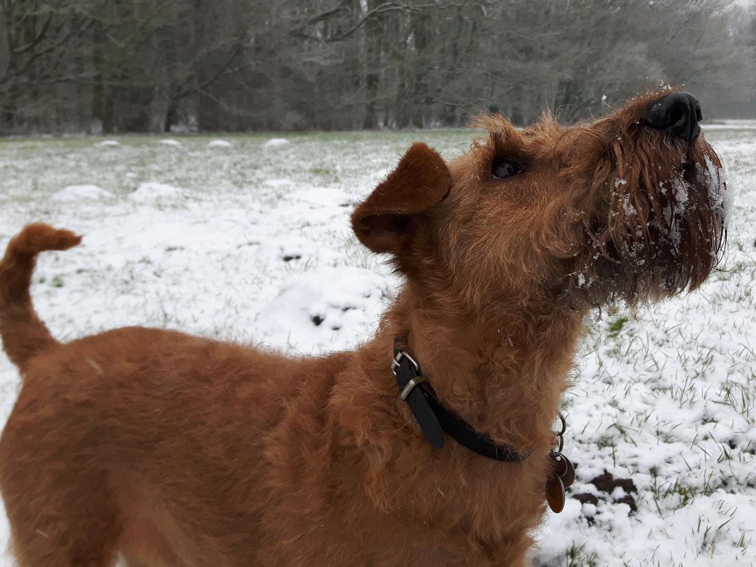 Waarom lusten de honden er geen brood van? Rijnmond Waarom lusten de honden er geen brood van? Rijnmond
