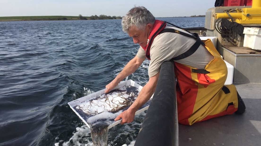 Meer dan een miljoen nieuwe bewoners in Grevelingenmeer (video)
