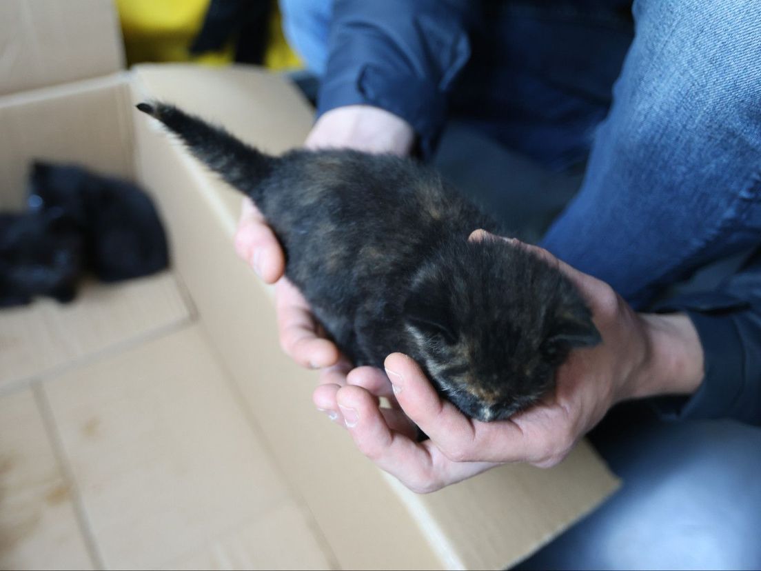 Vier kittens gedumpt in berm langs Lozerlaan