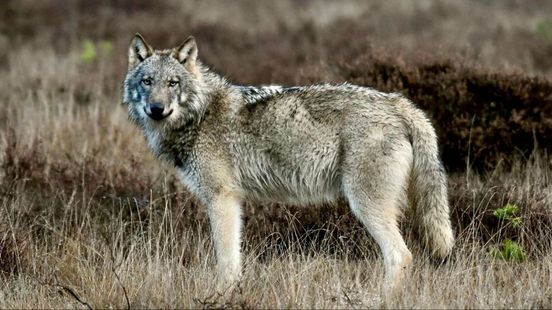 Paul vreest voor zijn hond tijdens ontmoeting met wolf