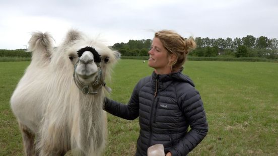 Tamar en haar kameel gaan dwars door Nederland