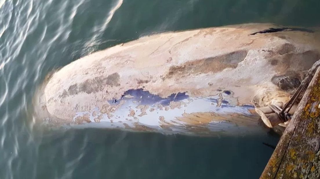 Dode walvis van dertien meter gevonden bij Neeltje Jans