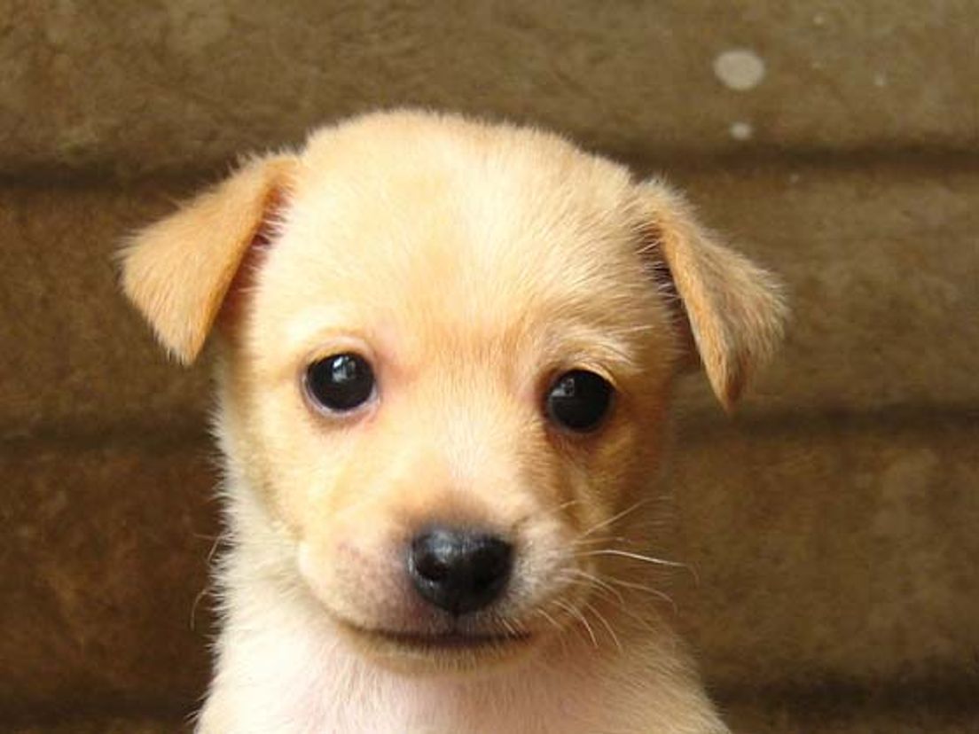 puppy