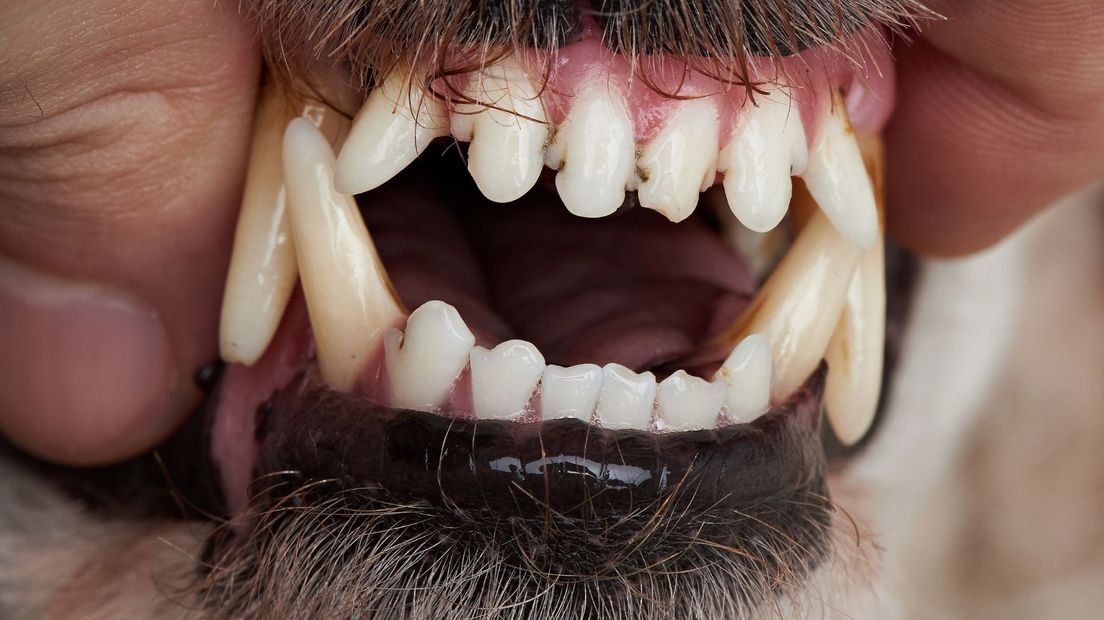 Hond ingeslapen na verwonden man in Meliskerke - Omroep Zeeland