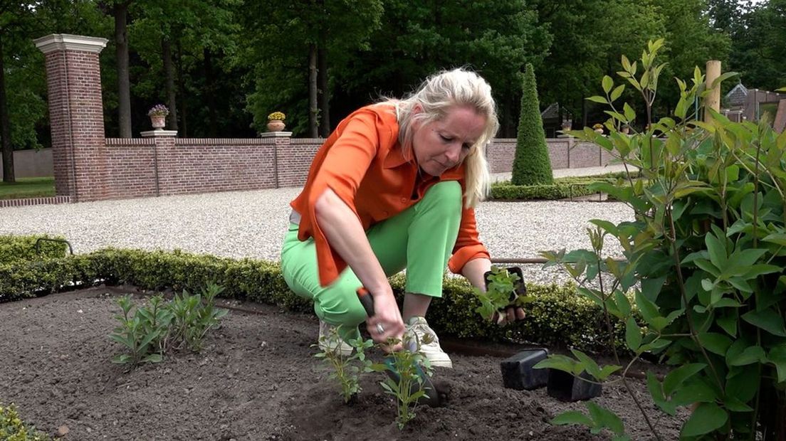 Linda plant een zeventiende-eeuwse struik.