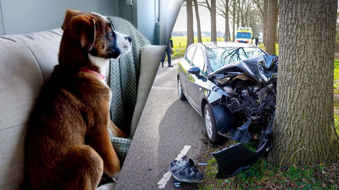 Hond Teddy overleefde het ongeval in Almen niet.