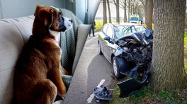 Annemareyn verliest kindje en hond bij ongeluk