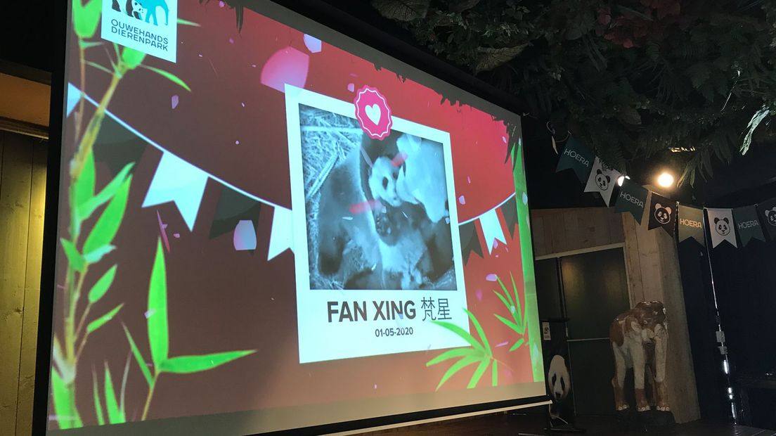Fan Xing is de naam van het pandajong uit Rhenen
