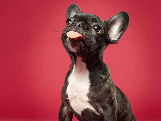 Uittips Den Haag: Puppy en Kitten weekend, Clean Beach Cup, Finale Talent Event en nog meer muziek