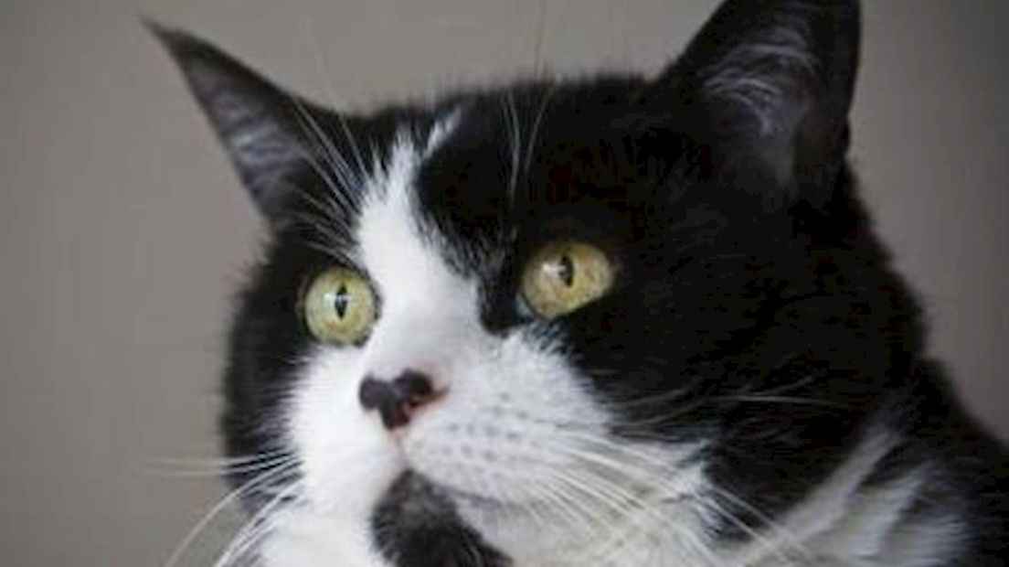 Een kat is vermoedelijk vergiftigd in Enschede
