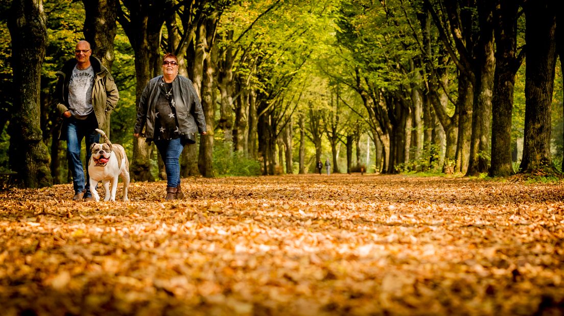 Je kunt dit weekend heerlijk door het bos wandelen (Rechten: ANP/Remko de Waal)