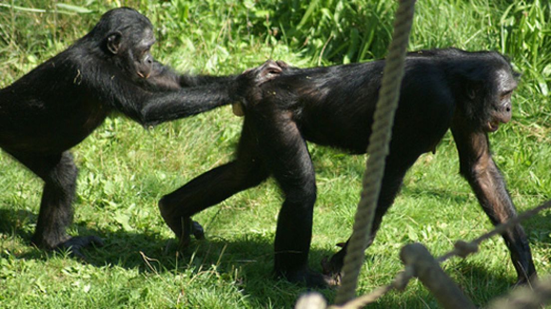 Bonobo-aapje geboren in de Apenheul