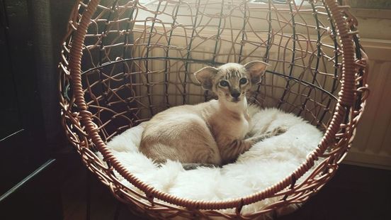 Ilse krijgt verontrustend telefoontje over verdwenen kat: 'Je krijgt 'm niet meer terug!'