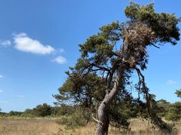 Boosheid over geplande bomenkap in natuurgebied Boetelerveld