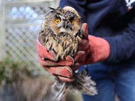 Uil bekneld onder pijp in Statenkwartier en gered door Dierenambulance