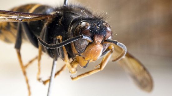 Aziatische hoornaar duikt op: doe dit vooral niet