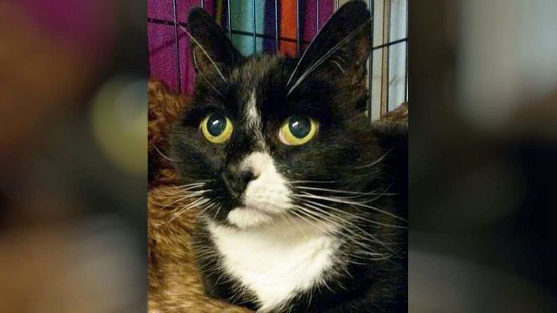 zwarte kat août