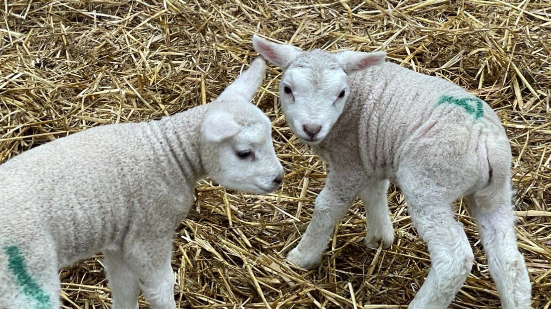 Pasgeboren lammetjes van de familie Kingma