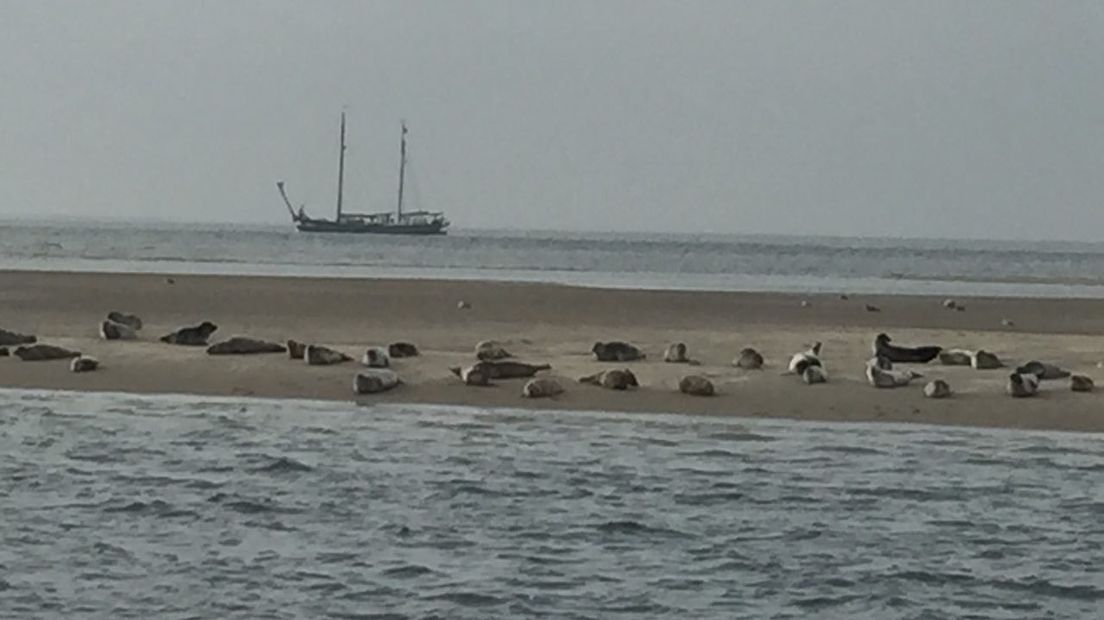 Zeehonden op een zandbank