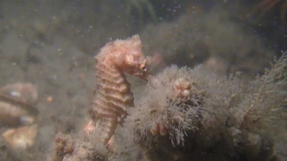 Zeepaardje
