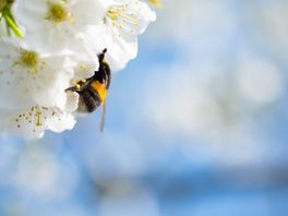 Bloemen voor bijen in Chris Natuurlijk van 15 april