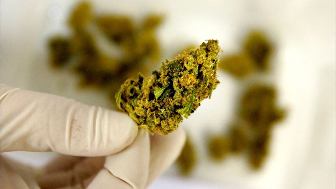 Cannabis.