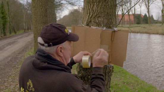 Een val voor eikenprocessierupsen