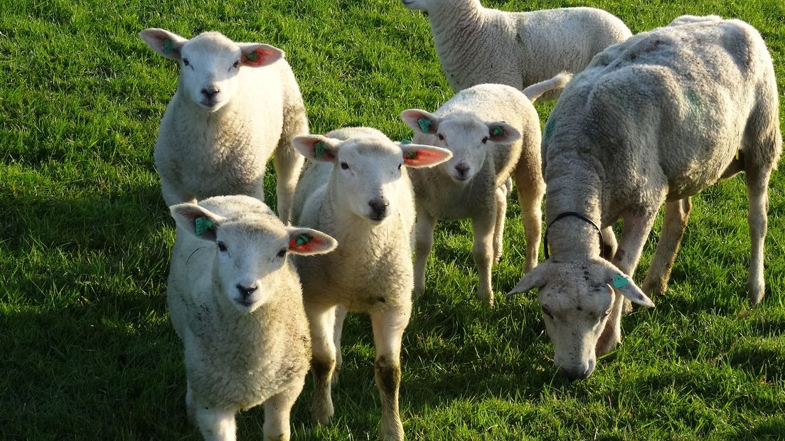 'Gebruik geen gif, maar schapen tegen berenklauw'